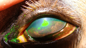Equine Eye Issues - Corneal Ulcer Stained