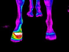 Digital Thermal Imaging Horse Foot