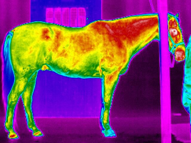 Equine Digital Thermal Imaging