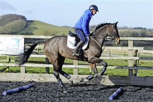 Equine Interval Training