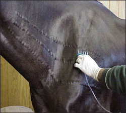 Equine Back Pain